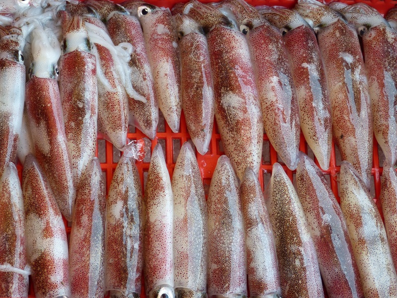 Calamares pescados con señuelos artificiales